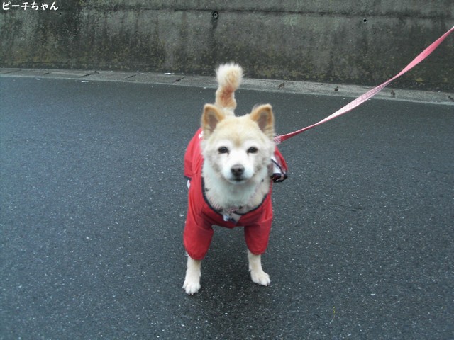 �s�[�`�����