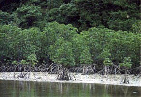 �}���O���[�u�̗�