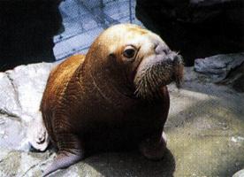 �u�Z�C�E�`�v �S�E����񁉂ƃ~������񁊂̂Q�� �q���Ȃ̂ŃL�o�������ł��B